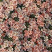 ヒメ日記 2026/03/26 18:54 投稿 つばさ One More 奥様　松戸店