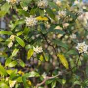 ヒメ日記 2026/03/07 09:59 投稿 永瀬まひろ セレブショップ新宿（東京ハレ系）