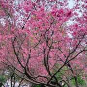 ヒメ日記 2025/03/04 13:29 投稿 つきの 丸妻 横浜本店