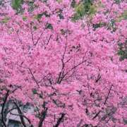 ヒメ日記 2025/03/11 14:51 投稿 つきの 丸妻 横浜本店