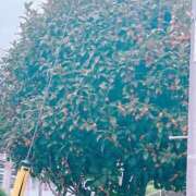 ヒメ日記 2025/10/21 12:24 投稿 つきの 丸妻 横浜本店