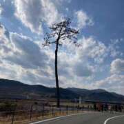 ヒメ日記 2025/03/21 17:51 投稿 川村 なほ マーベリック横浜