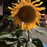 ヒメ日記 2025/07/24 01:54 投稿 川村 なほ マーベリック横浜