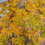 ヒメ日記 2025/11/04 08:40 投稿 双葉かえで やみつきエステ錦糸町店