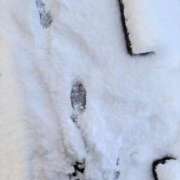 ヒメ日記 2026/02/09 13:38 投稿 サリー エレガンス(広島)