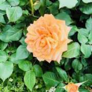 あんじゅ ４月スケジュール❤︎🗓️ バイオレンス