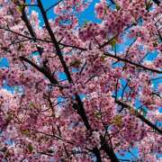 ヒメ日記 2026/02/26 12:01 投稿 辺見(へんみ) 立川熟女の秘密基地