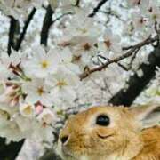 ヒメ日記 2025/03/18 21:31 投稿 まゆ カワサキ EROTIC