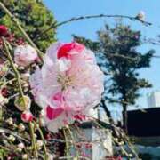 ヒメ日記 2025/03/23 10:18 投稿 まゆ カワサキ EROTIC