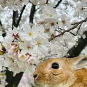 ヒメ日記 2025/04/14 19:13 投稿 まゆ カワサキ EROTIC