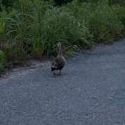 ヒメ日記 2025/05/22 07:38 投稿 まゆ カワサキ EROTIC