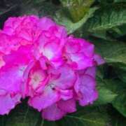 ヒメ日記 2025/05/28 09:00 投稿 まゆ カワサキ EROTIC