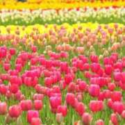 ヒメ日記 2025/08/10 15:02 投稿 まゆ カワサキ EROTIC