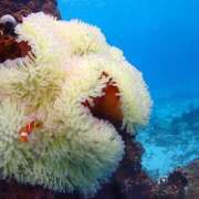 ヒメ日記 2024/12/28 16:26 投稿 よみ 横浜パフパフチェリーパイ