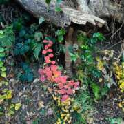 ヒメ日記 2025/01/12 13:19 投稿 よみ 横浜パフパフチェリーパイ