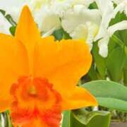 ヒメ日記 2025/02/27 18:37 投稿 よみ 横浜パフパフチェリーパイ