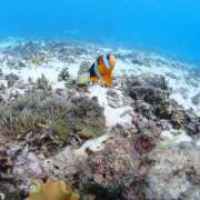 ヒメ日記 2025/03/04 12:40 投稿 よみ 横浜パフパフチェリーパイ