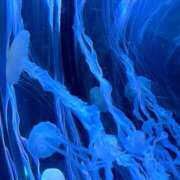 ヒメ日記 2025/03/08 19:22 投稿 よみ 横浜パフパフチェリーパイ