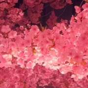 ヒメ日記 2025/03/14 18:32 投稿 よみ 横浜パフパフチェリーパイ