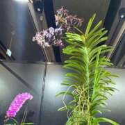 ヒメ日記 2025/03/15 13:22 投稿 よみ 横浜パフパフチェリーパイ