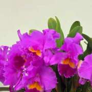 ヒメ日記 2025/03/16 12:12 投稿 よみ 横浜パフパフチェリーパイ