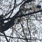 ヒメ日記 2025/04/01 00:32 投稿 よみ 横浜パフパフチェリーパイ