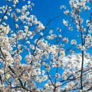 ヒメ日記 2025/04/05 12:42 投稿 よみ 横浜パフパフチェリーパイ