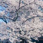 ヒメ日記 2025/04/12 15:52 投稿 よみ 横浜パフパフチェリーパイ