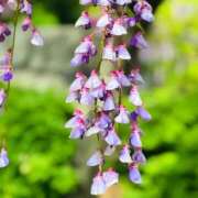 ヒメ日記 2025/04/27 19:12 投稿 よみ 横浜パフパフチェリーパイ