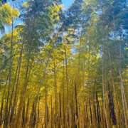 ヒメ日記 2025/04/29 18:22 投稿 よみ 横浜パフパフチェリーパイ