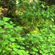 ヒメ日記 2025/05/09 15:32 投稿 よみ 横浜パフパフチェリーパイ