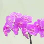 ヒメ日記 2025/05/11 12:52 投稿 よみ 横浜パフパフチェリーパイ