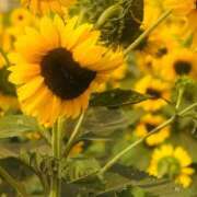 ヒメ日記 2025/09/07 13:32 投稿 よみ 横浜パフパフチェリーパイ