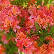 ヒメ日記 2025/10/02 18:12 投稿 よみ 横浜パフパフチェリーパイ