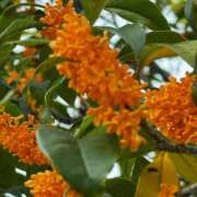 ヒメ日記 2025/10/27 18:22 投稿 よみ 横浜パフパフチェリーパイ