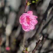 ヒメ日記 2026/04/06 18:32 投稿 よみ 横浜パフパフチェリーパイ