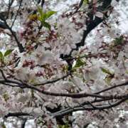 ヒメ日記 2026/04/07 11:02 投稿 よみ 横浜パフパフチェリーパイ