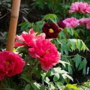 ヒメ日記 2026/04/29 10:32 投稿 よみ 横浜パフパフチェリーパイ