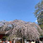 ヒメ日記 2025/04/06 12:10 投稿 尾形みひろ 五十路マダム静岡店（カサブランカG）