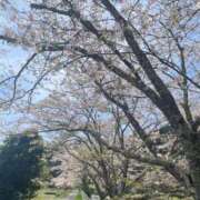 ヒメ日記 2026/04/19 12:02 投稿 尾形みひろ 五十路マダム静岡店（カサブランカG）