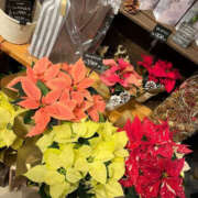 ヒメ日記 2024/12/14 10:35 投稿 あゆ 奥鉄オクテツ神奈川店（デリヘル市場グループ）