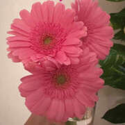 ヒメ日記 2025/02/04 08:00 投稿 あゆ 奥鉄オクテツ神奈川店（デリヘル市場グループ）