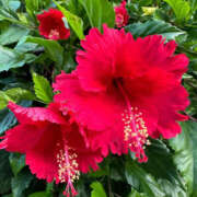 ヒメ日記 2025/07/23 07:30 投稿 あゆ 奥鉄オクテツ神奈川店（デリヘル市場グループ）