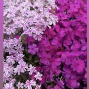 あゆ たくさんの温もりを感じて 奥鉄オクテツ神奈川店（デリヘル市場グループ）