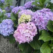 ヒメ日記 2026/06/10 07:40 投稿 あゆ 奥鉄オクテツ神奈川店（デリヘル市場グループ）