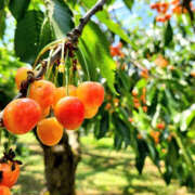 ヒメ日記 2025/07/06 11:39 投稿 はおり 恋愛生欲情の扉