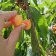 ヒメ日記 2025/07/06 20:39 投稿 はおり 恋愛生欲情の扉