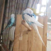 ヒメ日記 2025/11/18 15:49 投稿 はおり 恋愛生欲情の扉