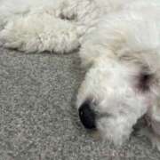 ヒメ日記 2025/12/01 08:19 投稿 りり ときめき女学院