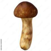 ヒメ日記 2026/01/13 14:10 投稿 しのぶ モアグループ神栖人妻花壇